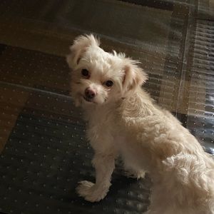 Meet your Posher, Rachele